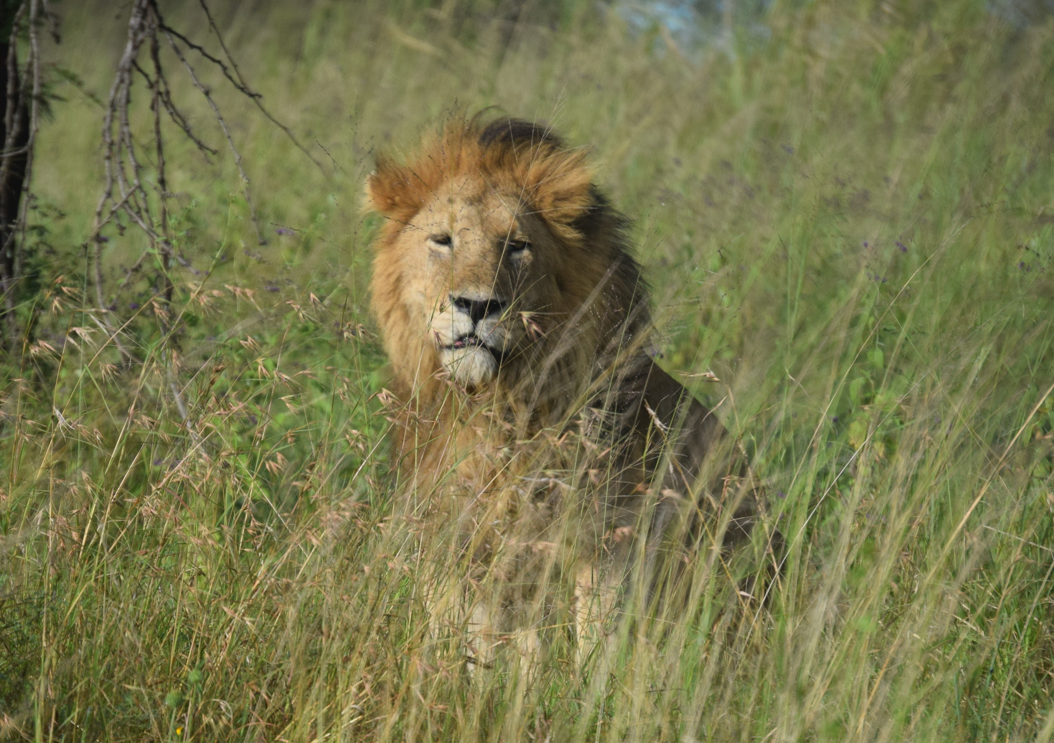 2 Days Tarangire & Ngorongoro Safari