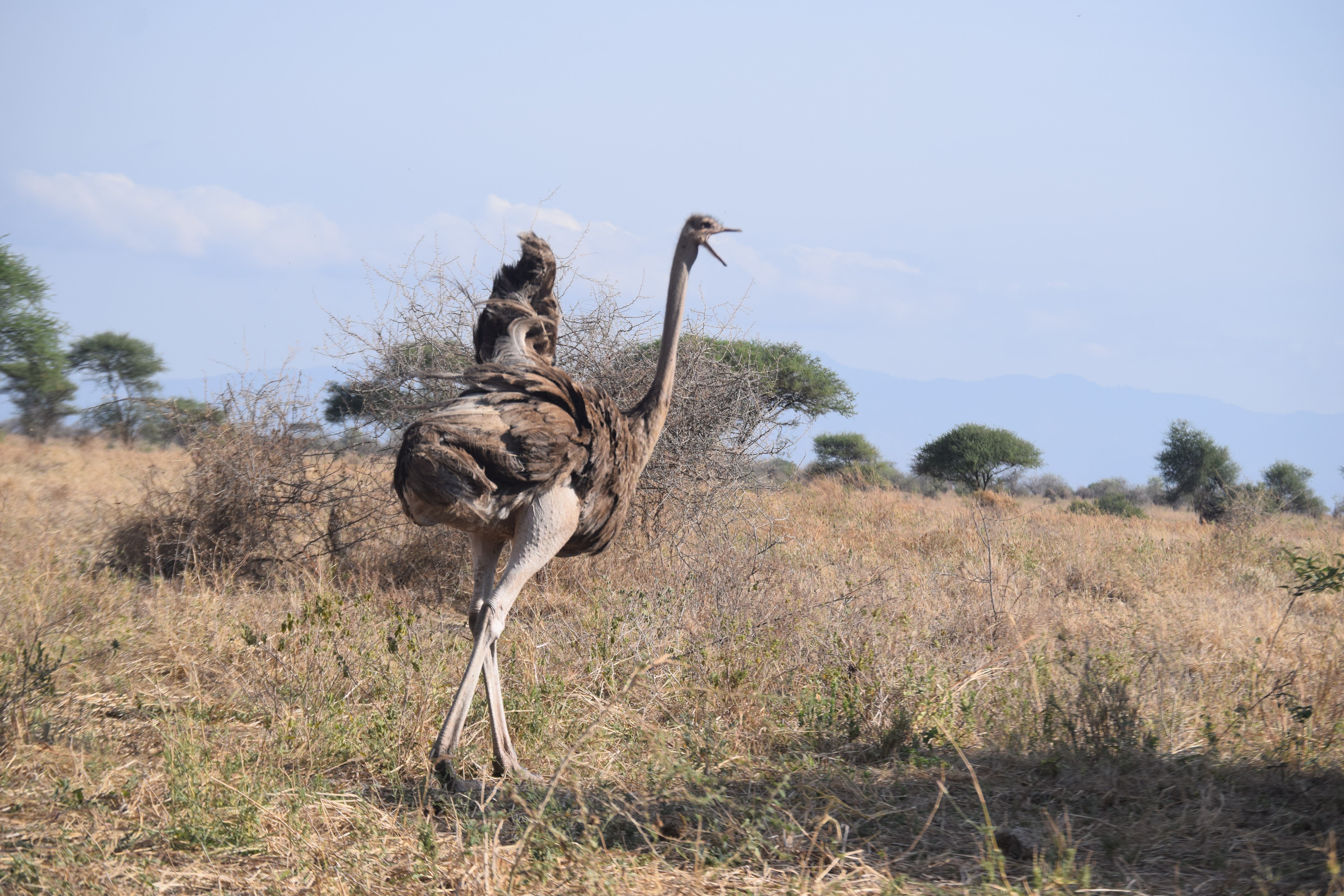 3 Days Serengeti & Ngorongoro Safari