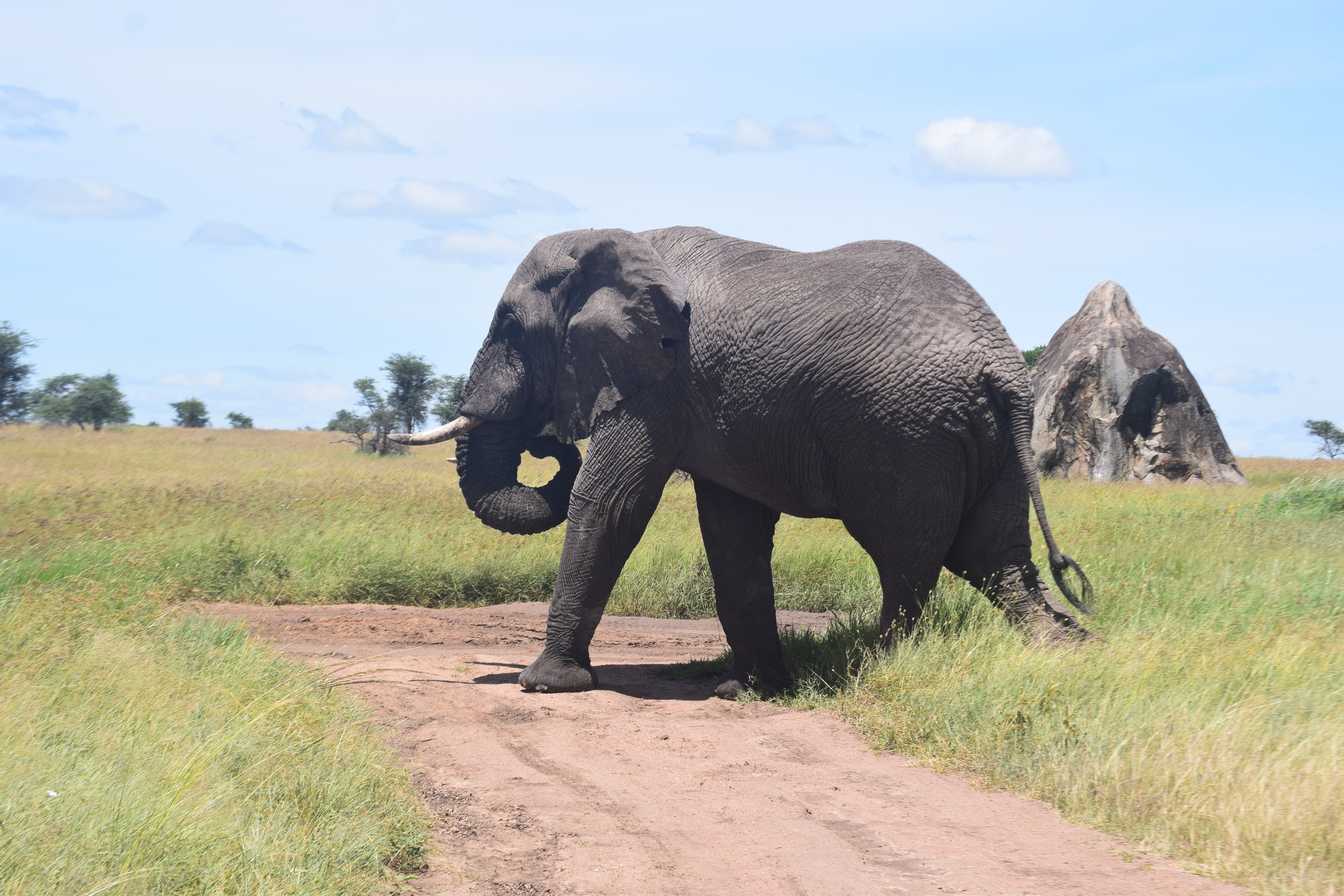 7 Days Northern Circuit Safari