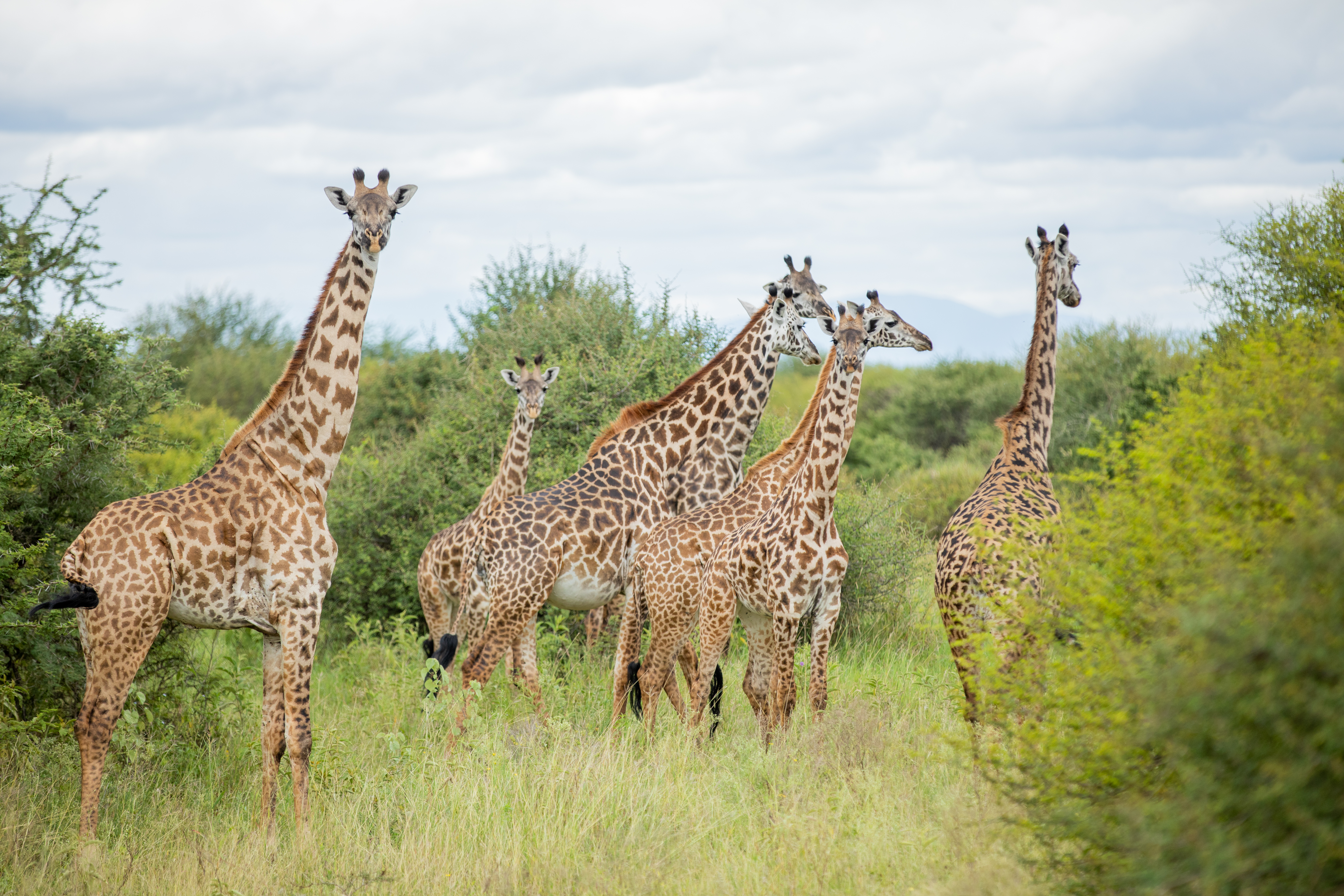 Makuyuni Wildlife Day Trip