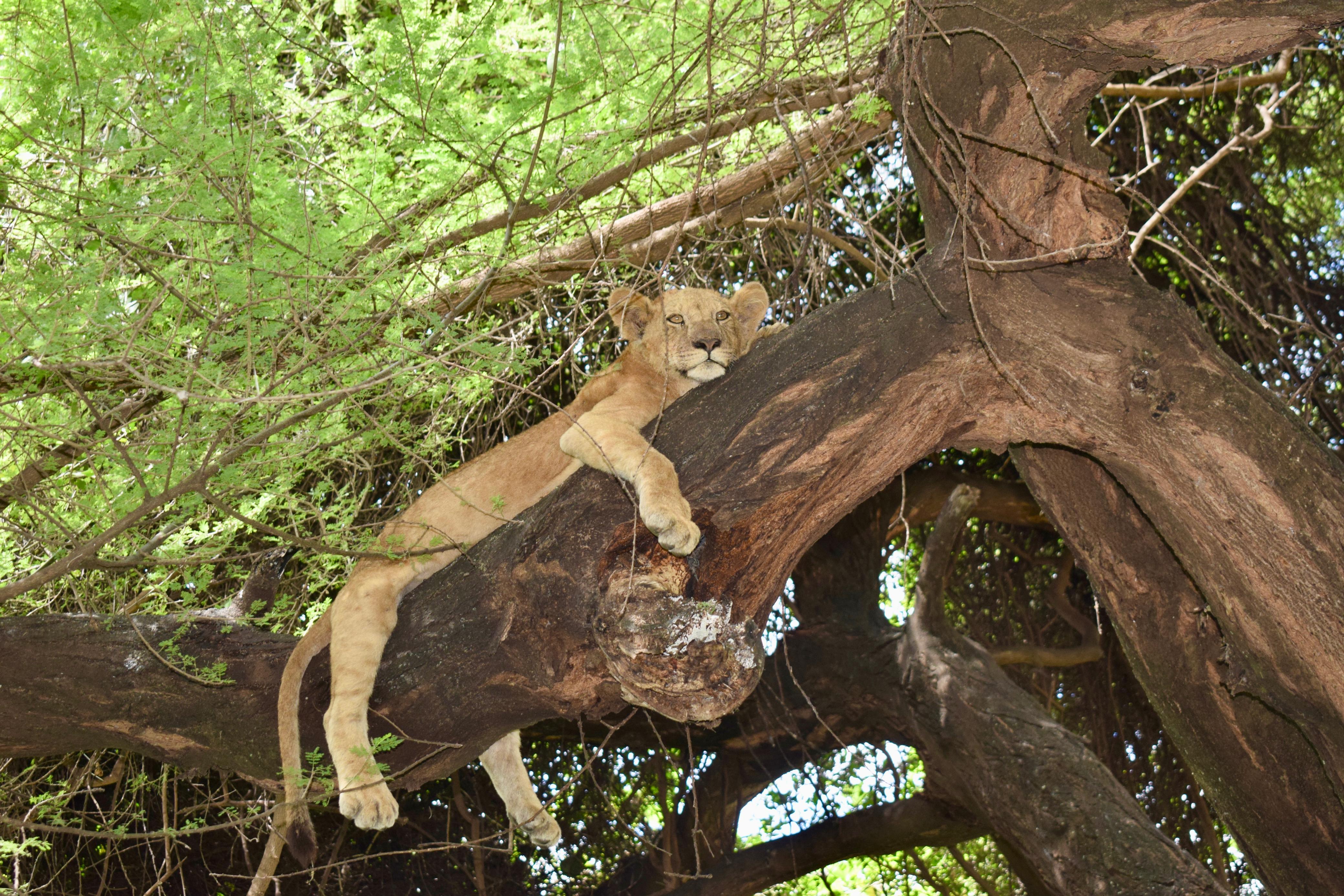 Lake Manyara safari