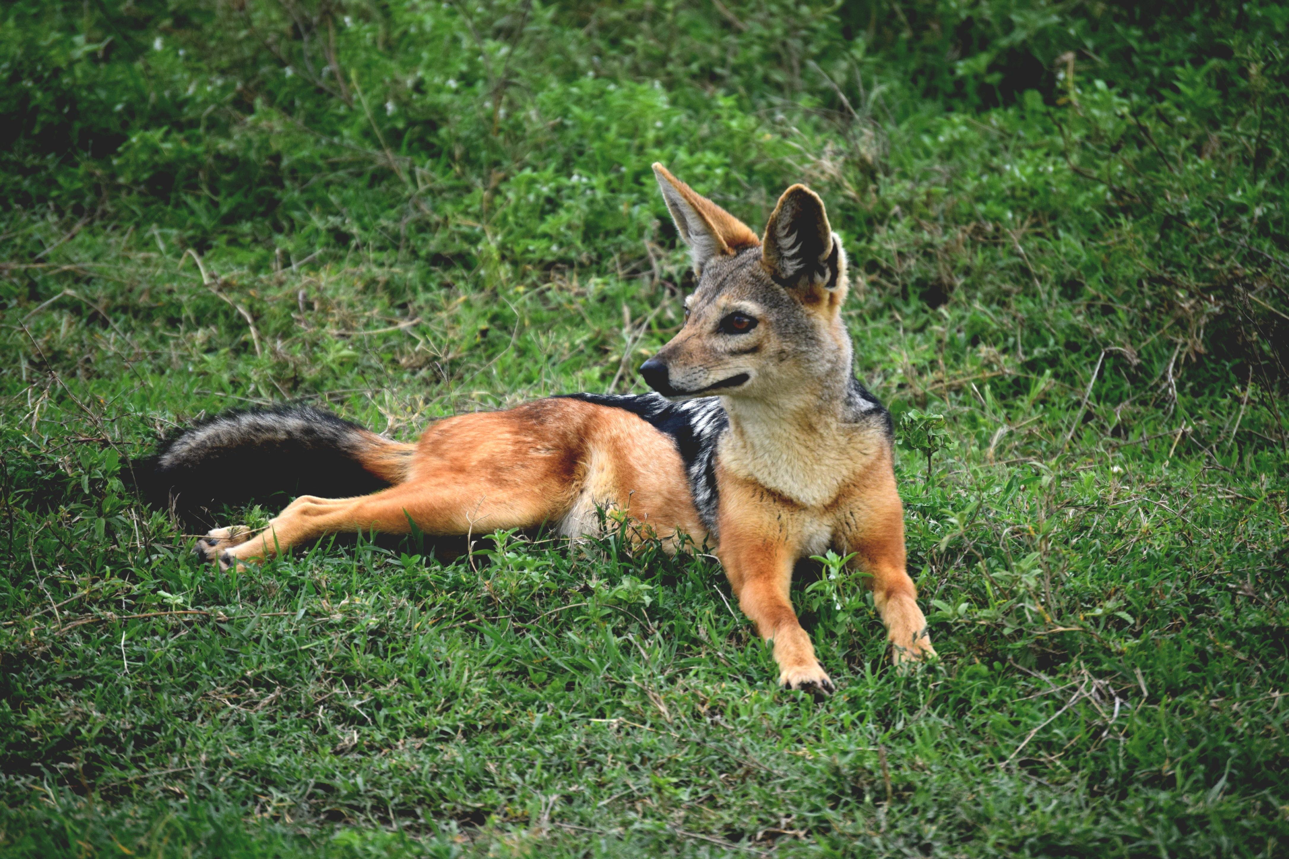 8 Days Northern Circuit Safari