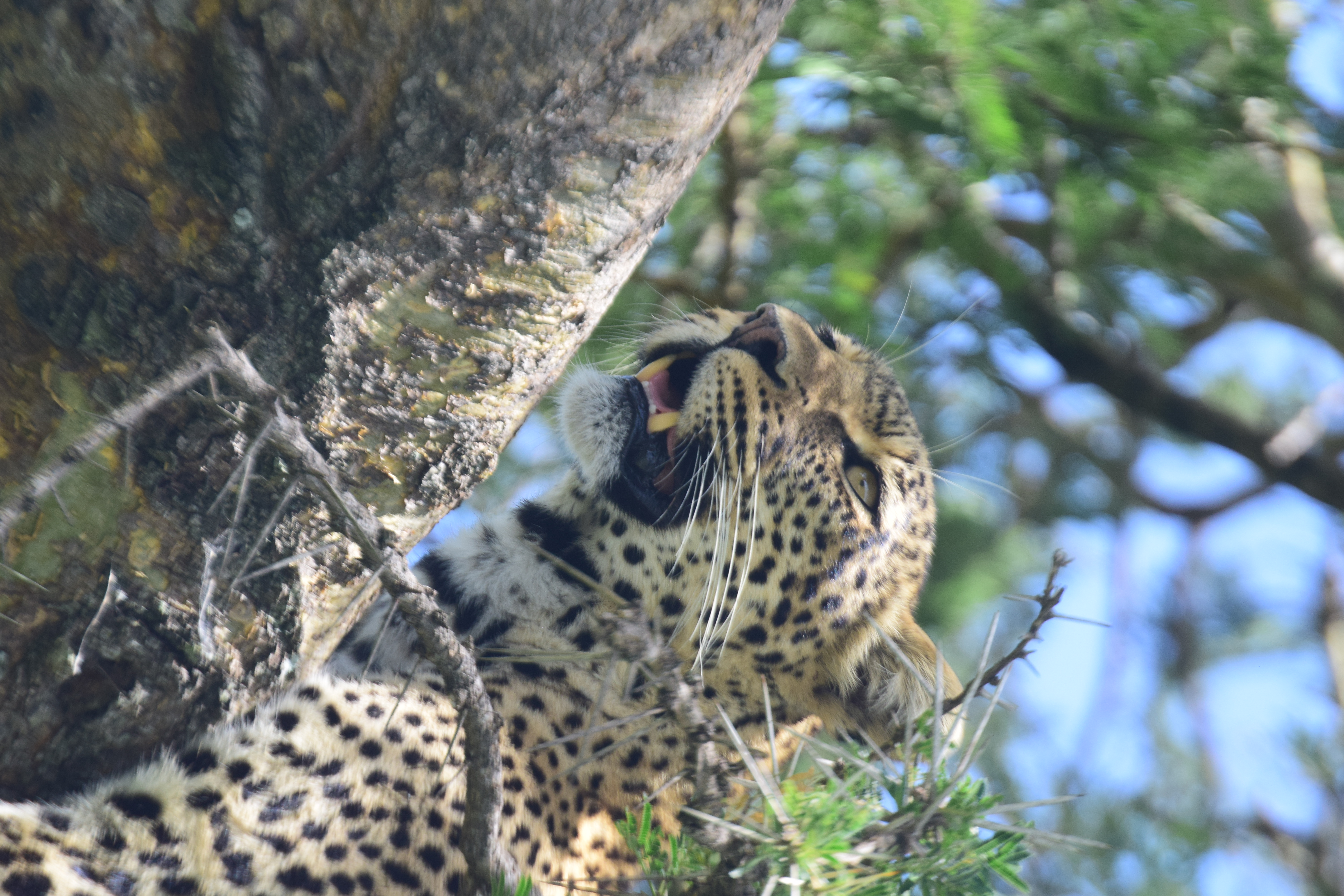 6 Days Northern Circuit Safari