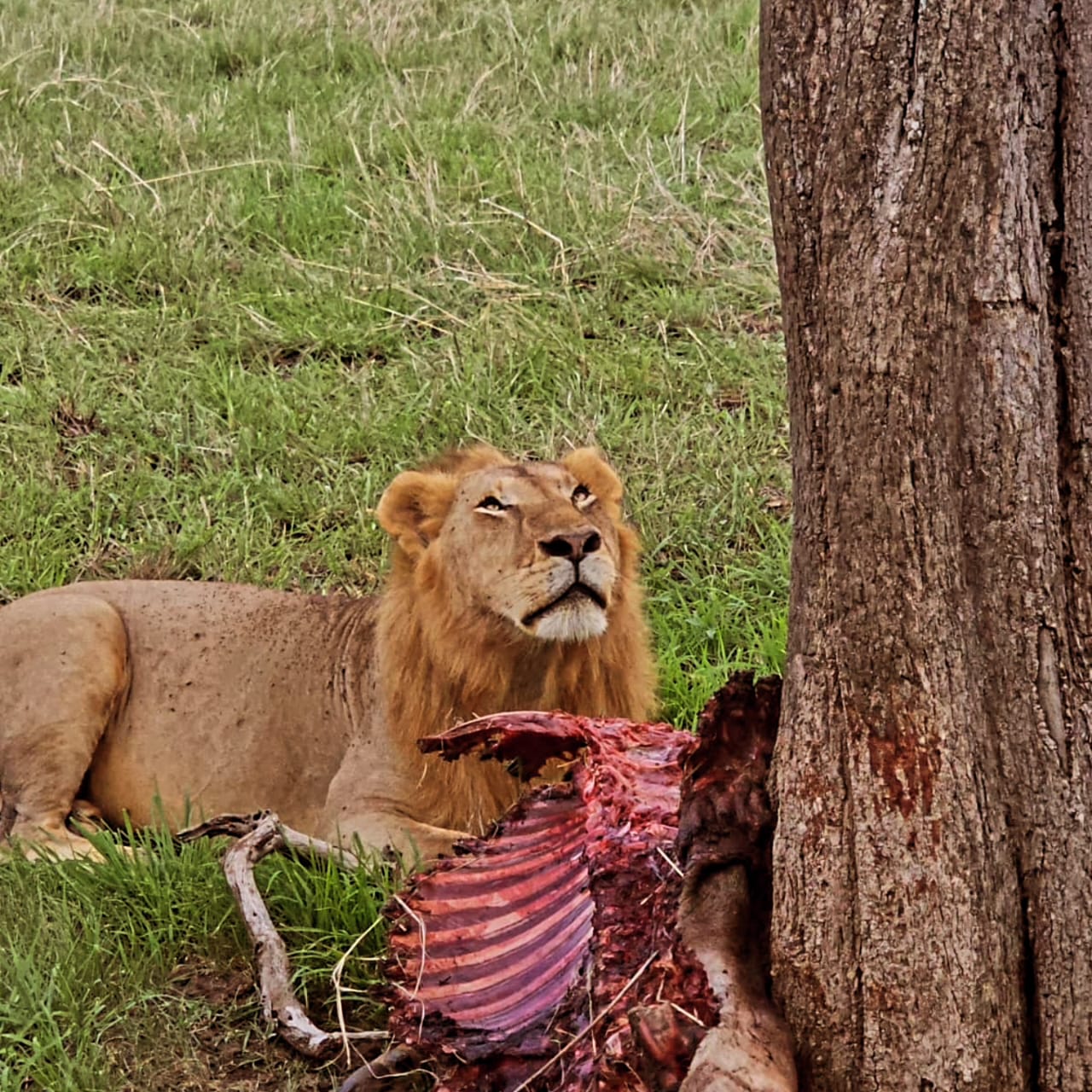 Mikumi safari from Zanzibar