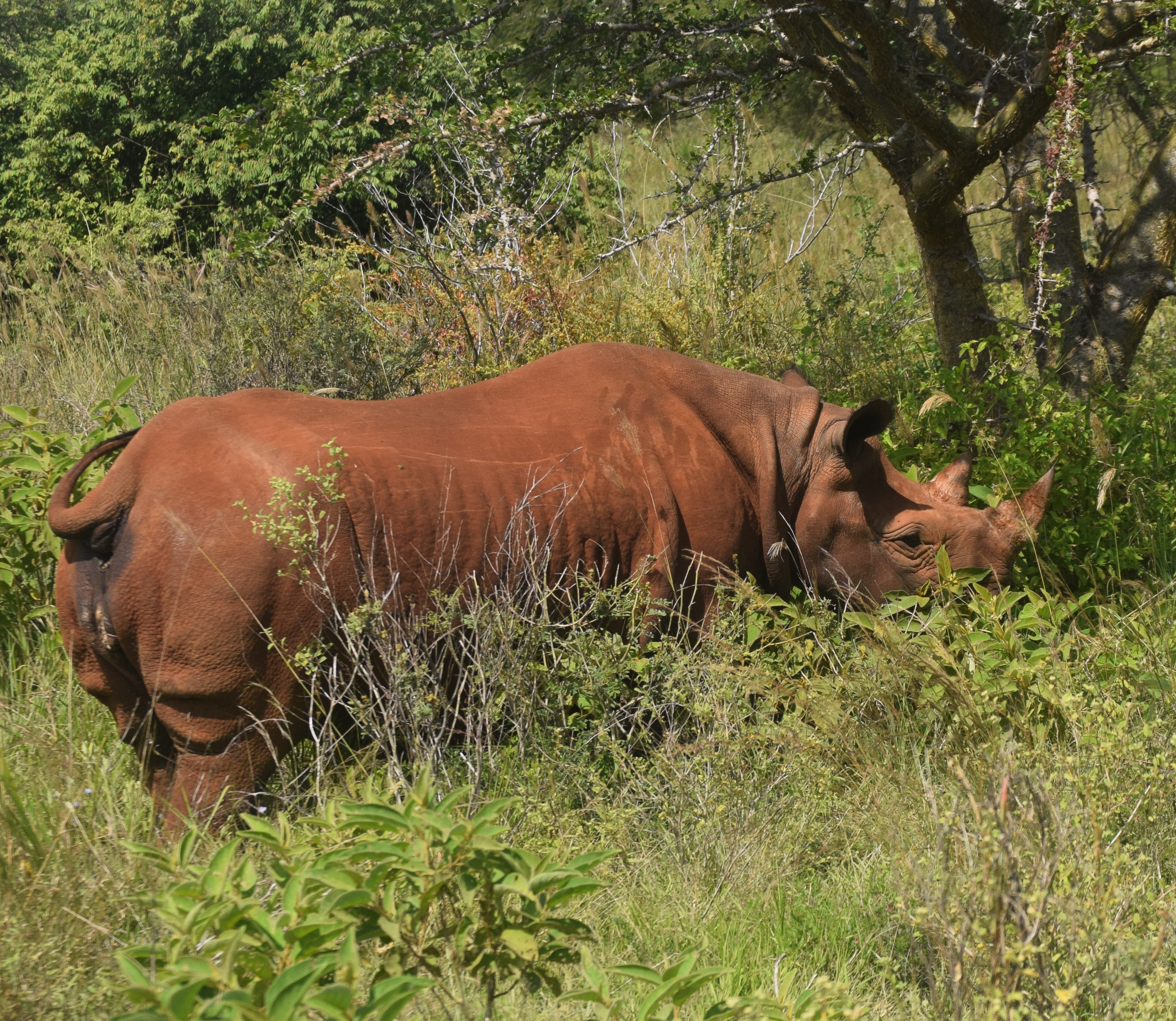 Mkomazi National Park Day Trip