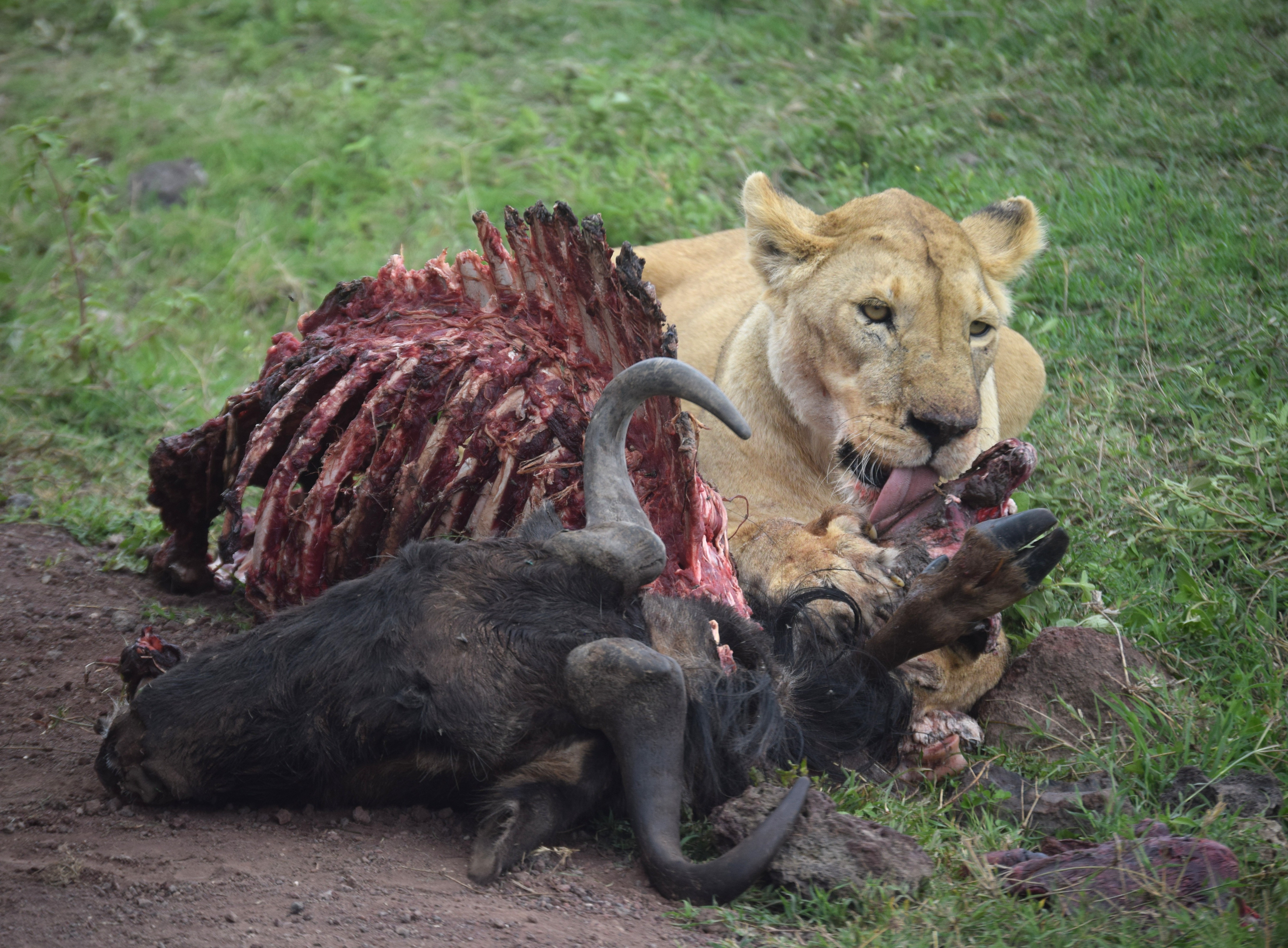 Ngorongoro Crater Day Trip