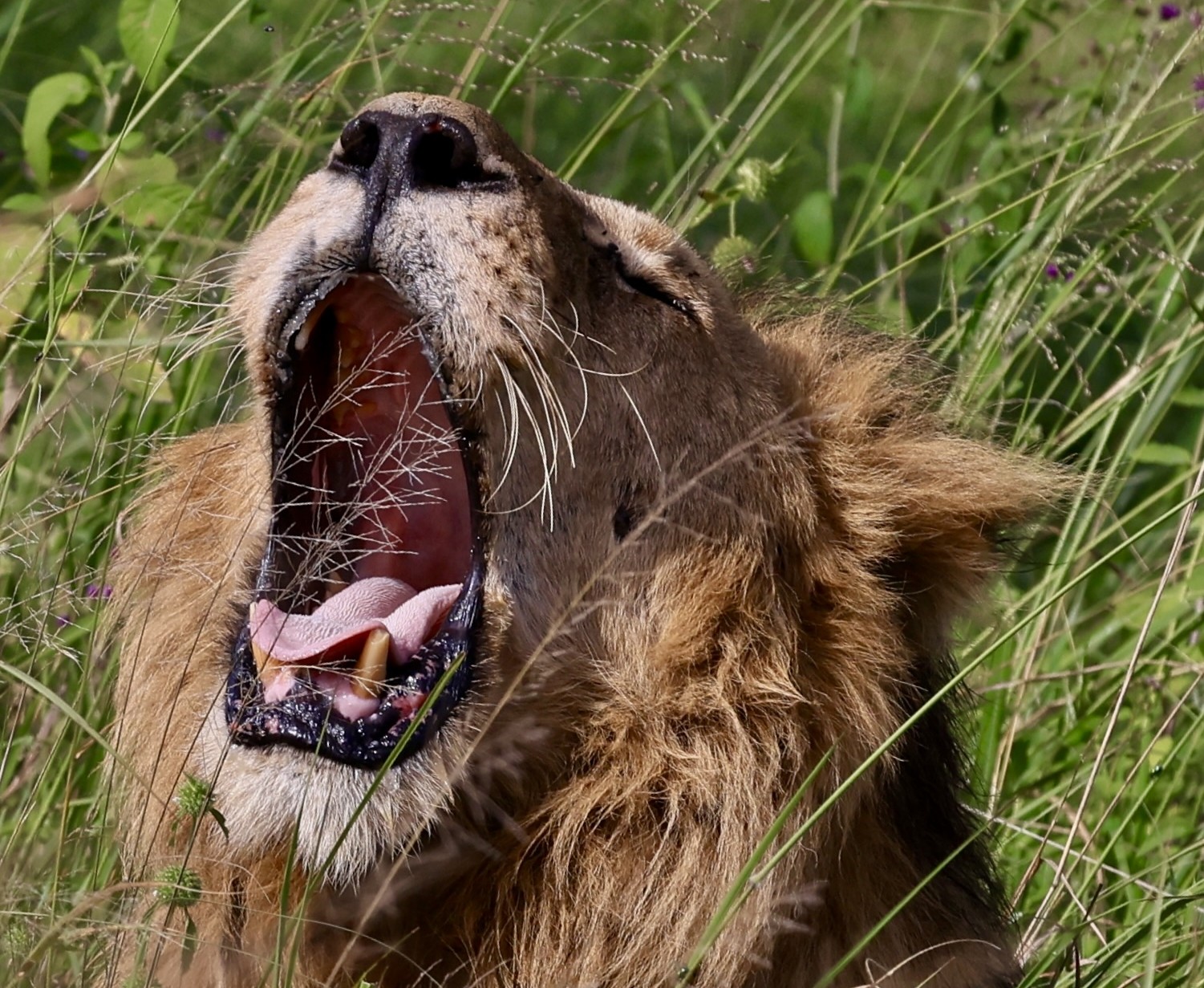 Ngorongoro Crater safari