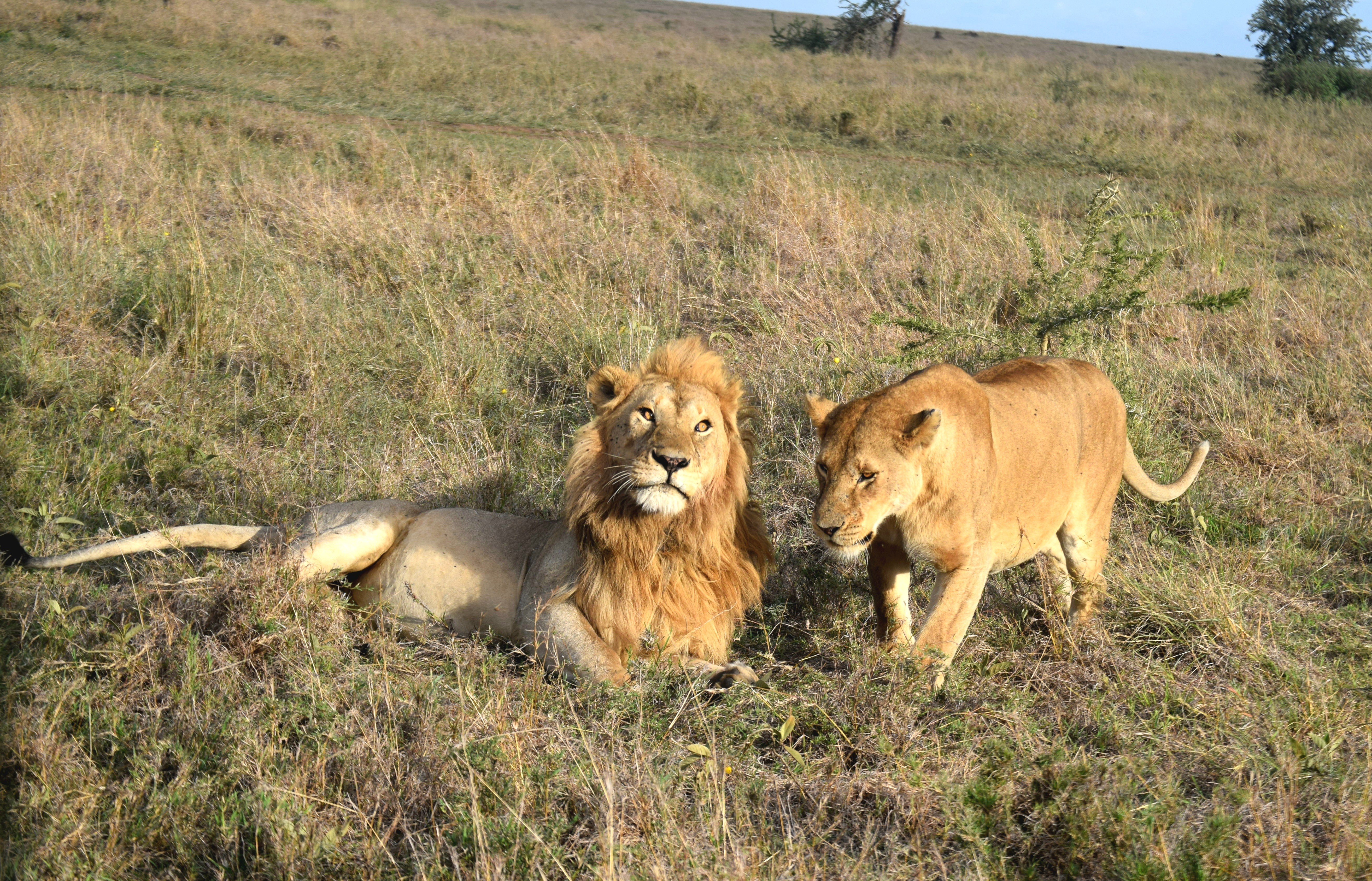 3 Days Serengeti & Ngorongoro