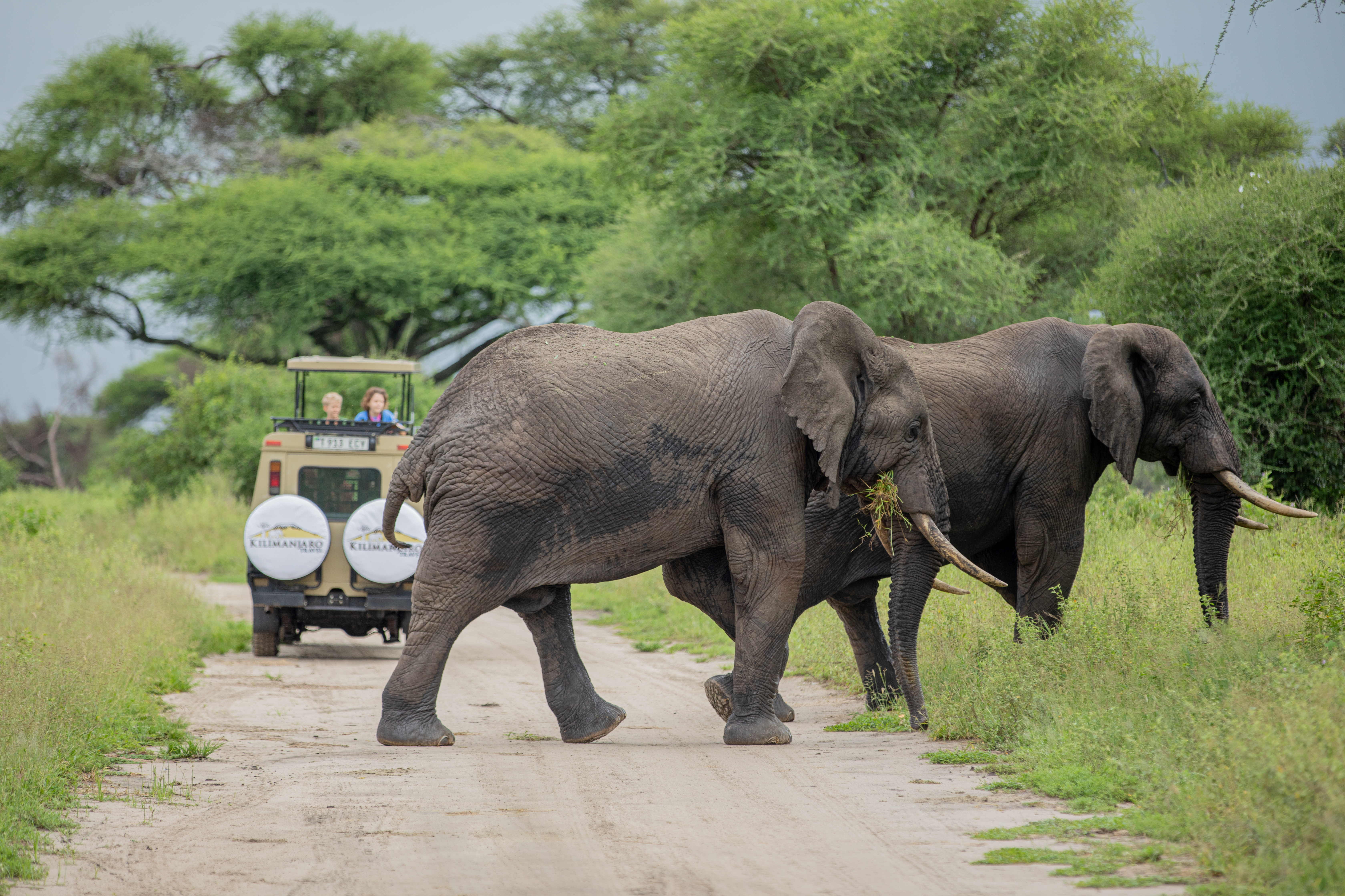 2 Days Tarangire & Ngorongoro