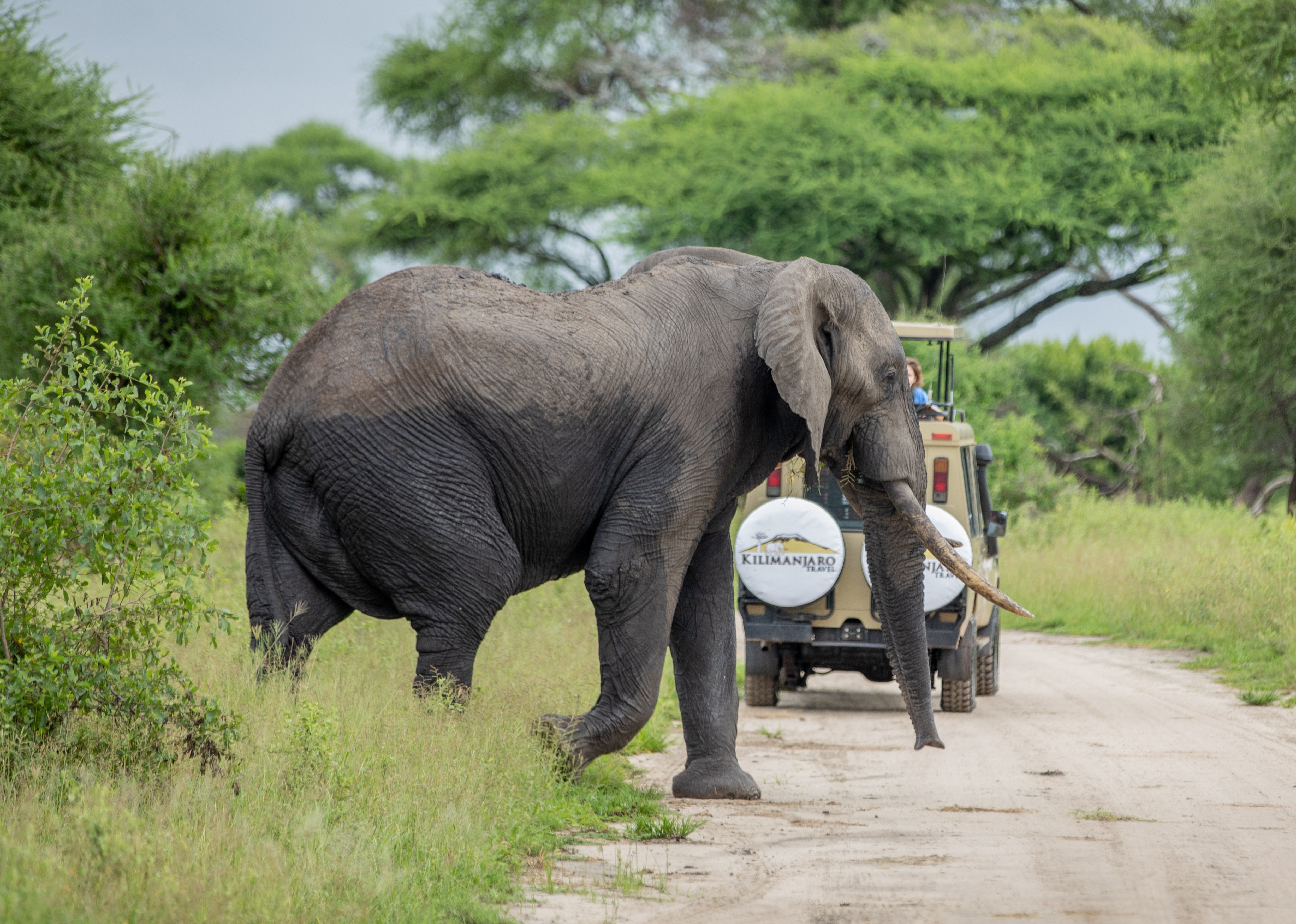 Tarangire National Park Day Trip
