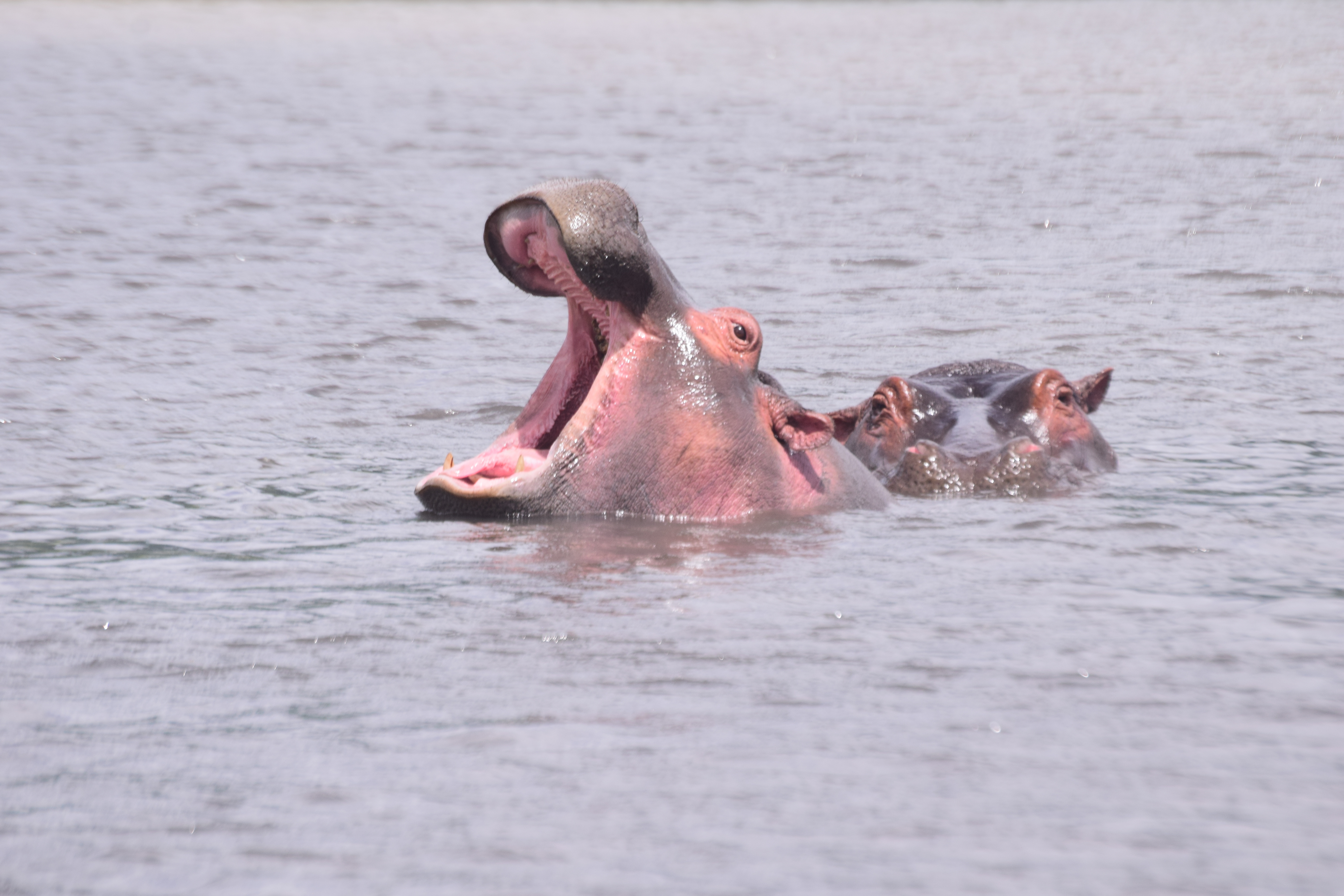5 Days Northern Circuit Safari